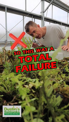 This Was A Total FAILURE 🚫 but it's not a failure if you learn 👨‍🎓 something. Check out our above water healing basin! Instead of throwing these plants away, we put them here. It was covered with plastic and had sprayers on a timer. A lot of the plants have come back. What do you think? TANK ON! Follow us! @DustinsFishTanks https://linktr.ee/dustinsfishtanks #aquascape #aquarium #fishtank | Dustin's Fishtanks