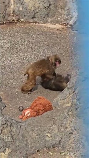 punch#viral #punch #animals #punchmonkey #monkey #shorts #パンチくん #punchthemonkey