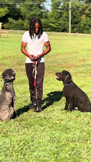 Doodle man ! #dogtrainingtips #dogtrainingadvice #dogtraining #dogsintraining #labradoodle
