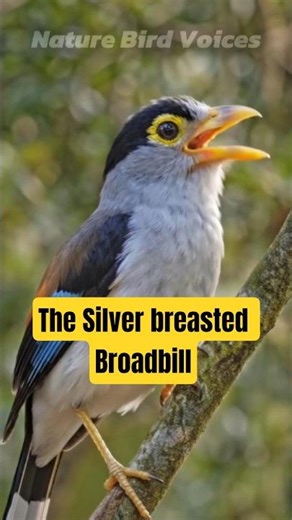 The Silver breasted Broadbill | Serilophus lunatus #birds #birdsong #birdsounds