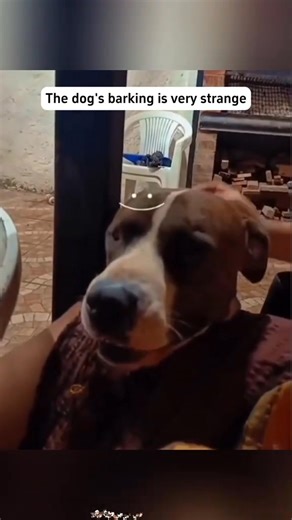 1.7M views · 41K reactions | #dog #funnyvideo #funny ....???????? | dog.baby funny clips | Facebook