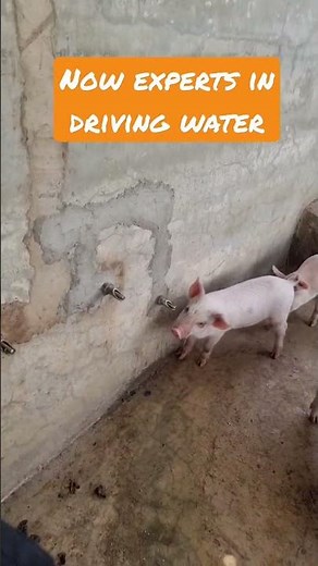 Automatic water drinker for pigs - Water Nipple drinker for pigs #pig #piggery #farming