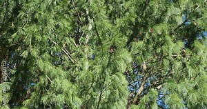 Bhutan pine or pinus wallichiana with its spreading branches and twigs covered blue-green soft and feathery foliage needles-like and buff-brown cones sawing in the wind
