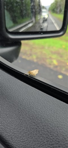 When you're holding on for Dear Life. Bye Felicia! #fyp #oahu #bugs #tiktok