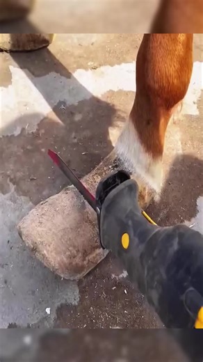 The Art of Farriery: Horseshoeing Techniques