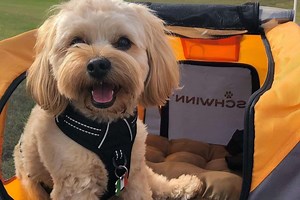 What's A Morkie Poo? Everything About This Designer Breed