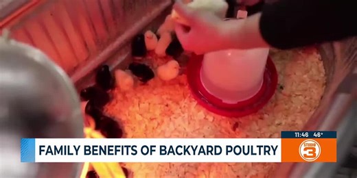 Family benefits of backyard poultry