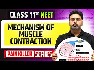 Mechanism of Muscle Contraction - From Basic to Advanced || NEET 2026