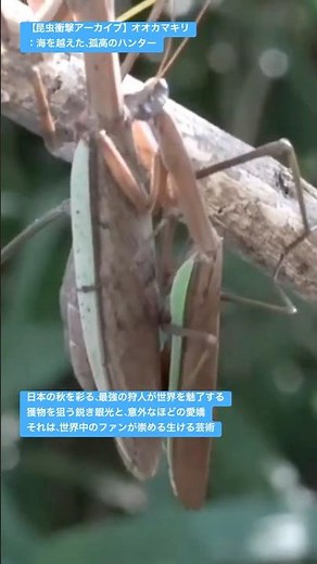 【昆虫衝撃アーカイブ】オオカマキリ：海を越えた、孤高のハンター #4k #昆虫図鑑 #昆虫観察 #昆虫撮影 #昆虫採集 #stagbeetle #undaze #asmr #insects #猟虫