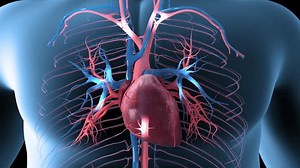 This 3d Loop Video Overview Cardiac Stock Footage Video (100% Royalty-free) 1102303399 | Shutterstock