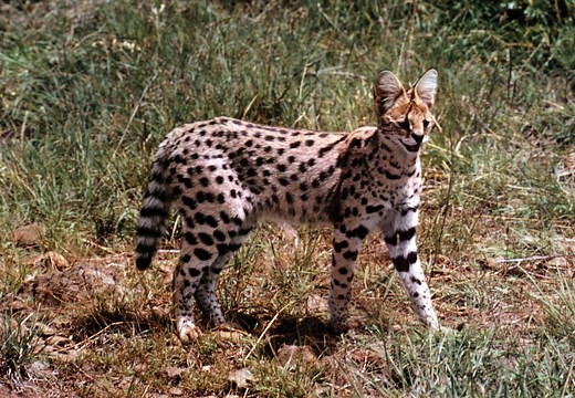 Serval | African, Wildcat, Savannah | Britannica