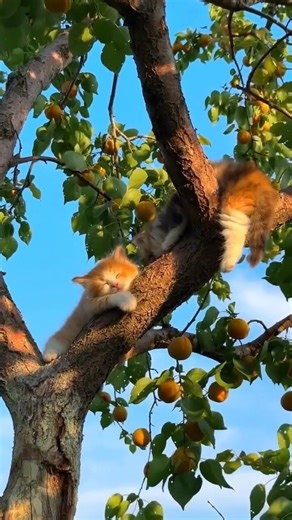 Cute cats in nature