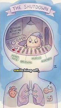 Why Does Your Body Jolt Awake Right As You're Falling Asleep? #science #sleep #brainscience
