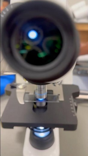 What Do My Cheek Cells Look Like? | Biology Lab