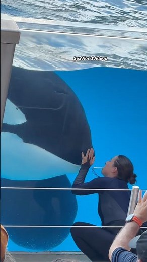 Orca Encounter Fun at SeaWorld Orlando