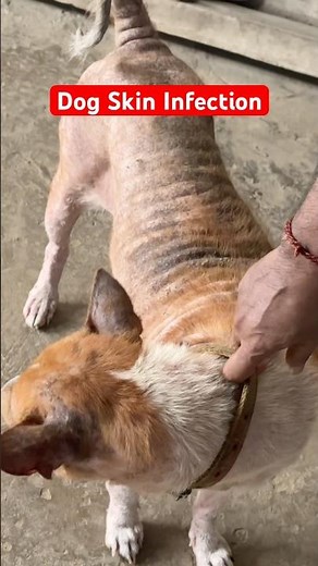 Dog skin Infection || Dog skin infection treatment || #dogskinproblem #dogskincare #dogskin