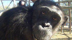 Ken & Rosie: Debate rages over lab chimps