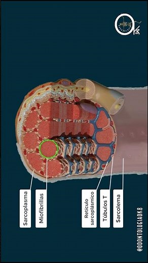 célula del musculo estriado 1 #anatomia #odonto #odontologia #fisiologia #musculo #hueso