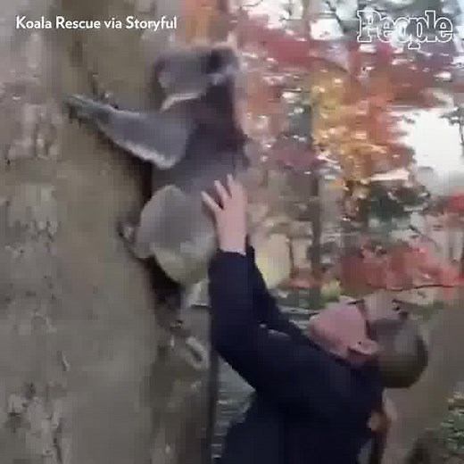 35K views · 1.4K reactions | After this baby koala fell out of his tree, a Koala Rescue volunteer reunited him with his mother Doris.  | People | Facebook