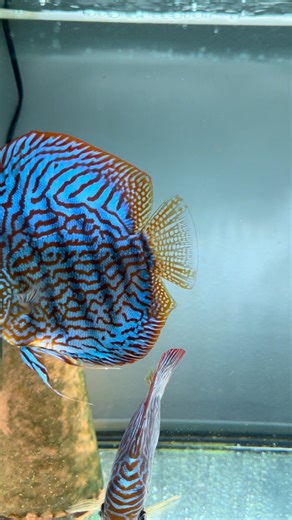 🎶 Just vibes… Discus moving like they own the water. No rush. No stress. Just pure calm energy. 🐠✨ Take a deep breath — this is your sign to slow down and enjoy the flow. 🌊💫 #discusfish #aquariumvibes #aquascape #fishkeeper #fishtok #discuslove #aquariumlife #plantedtank #fishlovers #aquariumhobby #relaxingvideo #fishofinstagram #aquariumsetup #tropicalfish #underwaterworld #peacefulvibes #fishtankgoals #discusaddict #chillaquarium #calmingvideo | Discus_adict