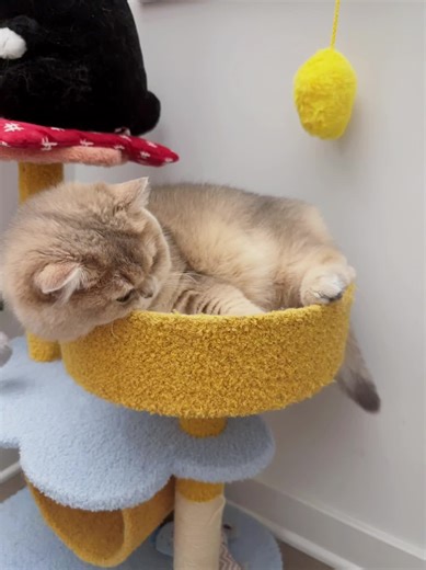 Little_PP on TikTok
