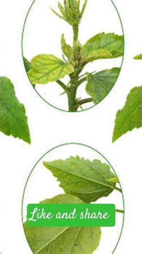 “Hibiscus Pest Attack? 😱 Kill Aphids & Bugs Instantly! 🌺” AI generate