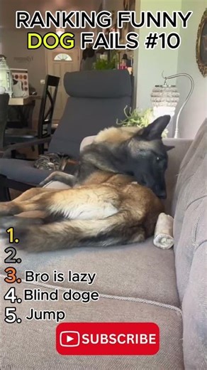 The Ultimate Dog Fails Compilation 🐶🔥 #part10 #funny #funnyanimals