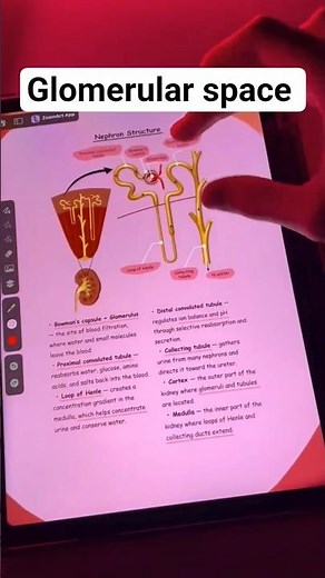 Kidney Structure Explained | From Nephron to Glomerular Space | Anatomy Made Easy ,In this video,