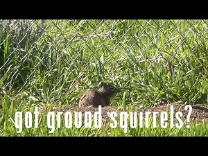 Ground Squirrel Problem