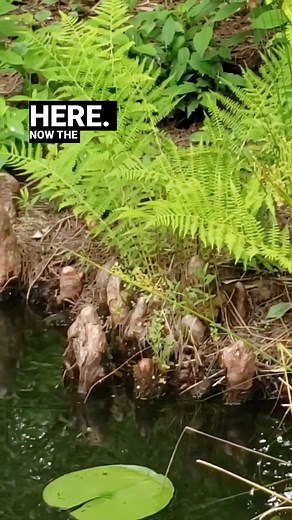 🌲 Bald cypresses are often surrounded by “knees”- rounded woody projections that grow from their roots and stick up through the soil. 🤔 A number of theories on bald cypress knee function have been posed over the last century, from providing oxygen to the roots, carbohydrate storage, stabilization or asexual reproduction, but there is no expert consensus on their role. It is still a mystery! | VanDusen Botanical Garden