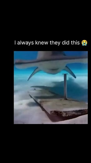 Reveal Universe on Instagram: "Hammerhead sharks are known for their unique T-shaped head, which gives them better vision and helps them scan the ocean floor for prey. There are several species, and most are found in warm coastal waters around the world. Their wide-set eyes give them a strong sense of depth, and the head helps them detect weak electrical signals from fish like stingrays, which are their main food. They usually move in schools during the day and hunt alone at night. Though they l