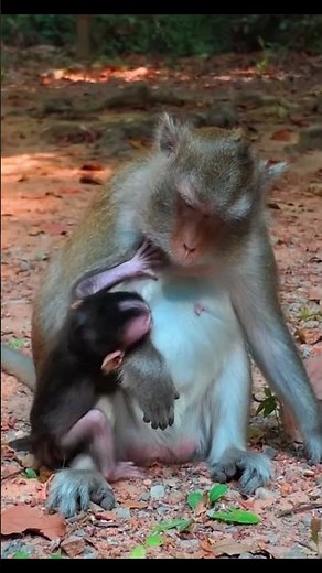 Monkey species: The mother monkey is determined to wean her baby monkey.