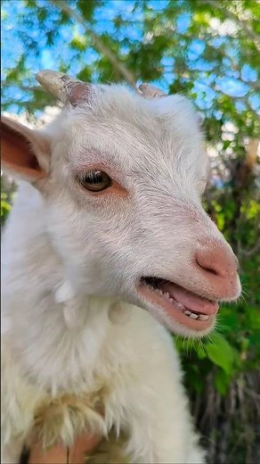 Two Funny Baby Goats🐐🐐😂 #goat #funnygoat #babygoat #goatsound
