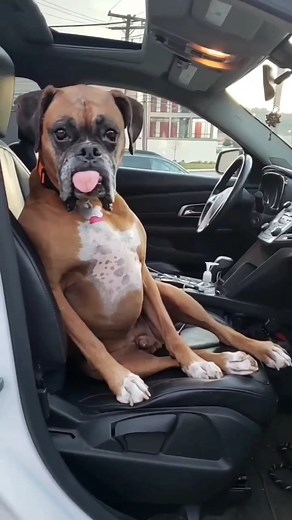 419K views · 5.6K reactions | lazy #boxerpuppy #boxerdogcentral #boxerdogfans #boxerdog #boxerdogsofinstagram #boxerpuppies #boxerlove | Boxer Fans | Facebook