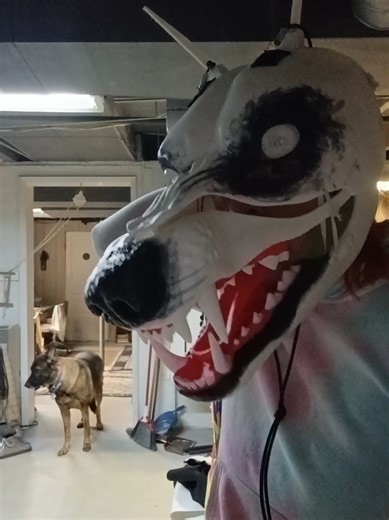 New idea acquired... #furry #fursuitmaker #fursuit #furrygirl #wolf