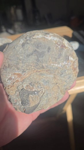 ******Personal Fossil Collection Release ******** 300 shippped in the US Ammonites from eastern Montana. Included in this release is a carving with a real ammonite and clam incorporated into the art. There is also a very large scaphite with beautiful iridescent nacre. This fossil also has exceptionally well preserved chambers and is complete with the front horn. This is a great addition to any collection or an amazing start to one. | Mountain Pirate Treasure Trove