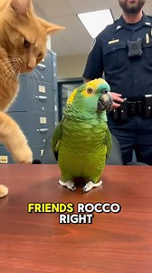 This Amazon parrot had ENOUGH 😭 When a curious cat wouldn’t stop poking him, the parrot went full gangster mode and claimed he runs the entire precinct. Even the officer couldn’t stop laughing 😂🦜🐱 You have to hear this one till the end. #FunnyAnimals #TalkingParrot #ParrotVsCat #PetComedy #ViralVideo #usareels | Beako
