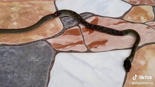 Classification and comparative anatomy of reptiles.
