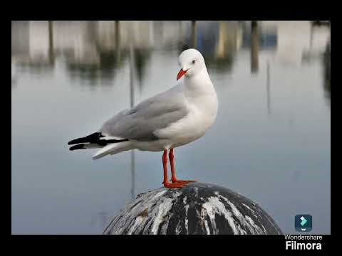 Ultimate bird simulator all player in real life