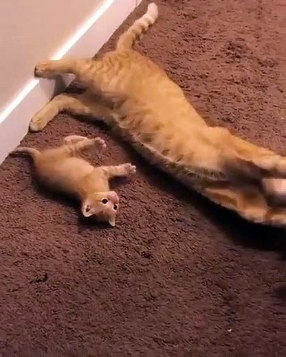 Maman chat et bébé chat s'amusent ensemble. Adorable ! - Vidéo Dailymotion