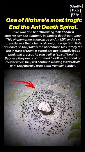 Nature's Most Tragic Infinite Loop Ants Death Spiral 🤯