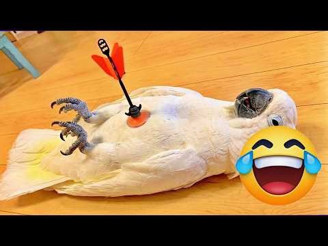 Funny Parrot 🦜 This Parrot Plays Dead Dramatically | Hilarious Bird Antics
