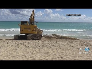 Crews remove large whale carcass from Waimanalo shore, scientists will study samples