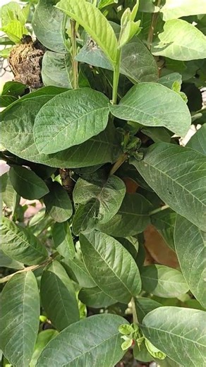 #home gardening amrud Shiv branches kaise cut Kare jaane branch kaise naye naye branch nikale