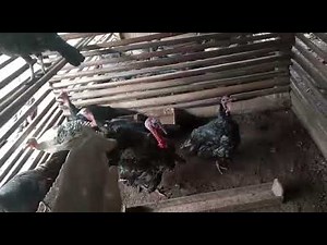 élevage des dindons très simple