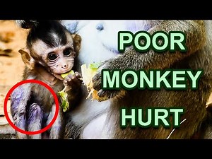 Poor Baby Monkey need Help! 🙏 Baby Monkey is so Pitty (Broken Arm) 😥 - Amazing Monkey Video
