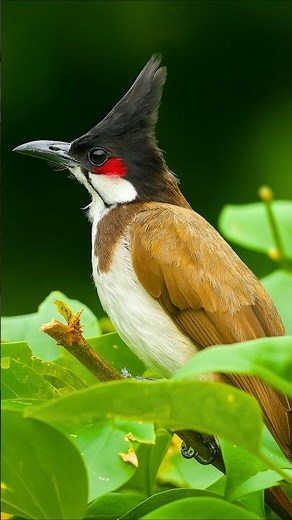Relaxing Red-whiskered Bulbul Singing in Nature | Peaceful Bird Sounds for Sleep, Meditation & Focus