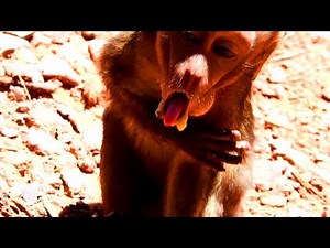 OMG! What happen on Lori? Why lori Like This too much? Lori not eat poison , Lori not drink