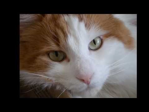 Turkish van cat History, Personality, Health, Care