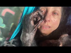 Grooming with Gentle Chimpanzee